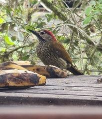 Colaptes rubiginosus