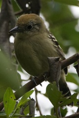 Thamnophilus atrinucha