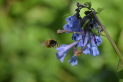 Anthophora villosula
