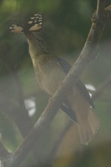 Onychorhynchus coronatus
