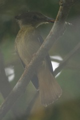 Onychorhynchus coronatus