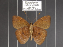 Euriphene saphirina saphirina