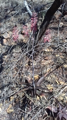 Aloe parvibracteata