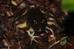Lithobates brownorum
