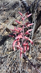 Aloe parvibracteata