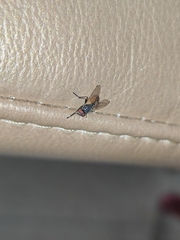 Musca domestica