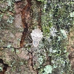 Herennia multipuncta