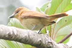 Pachyramphus cinnamomeus