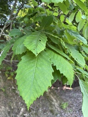 Quercus serrata