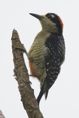 Melanerpes pucherani