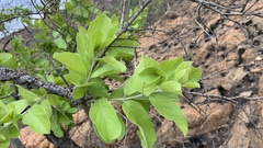 Combretum