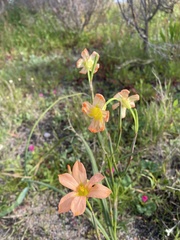 Moraea