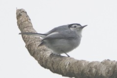 Polioptila bilineata