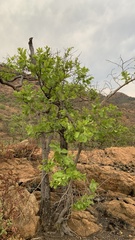 Combretum