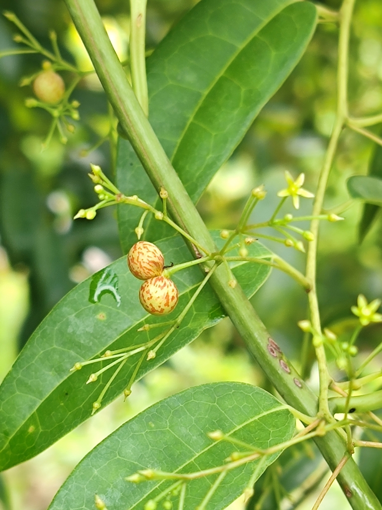 Sabia parviflora (Sabia parviflora)