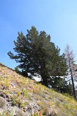 Juniperus grandis