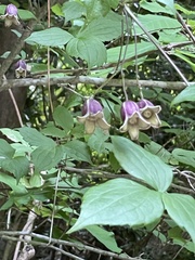 Clematis japonica