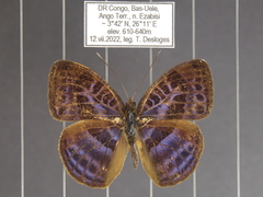 Euriphene goniogramma