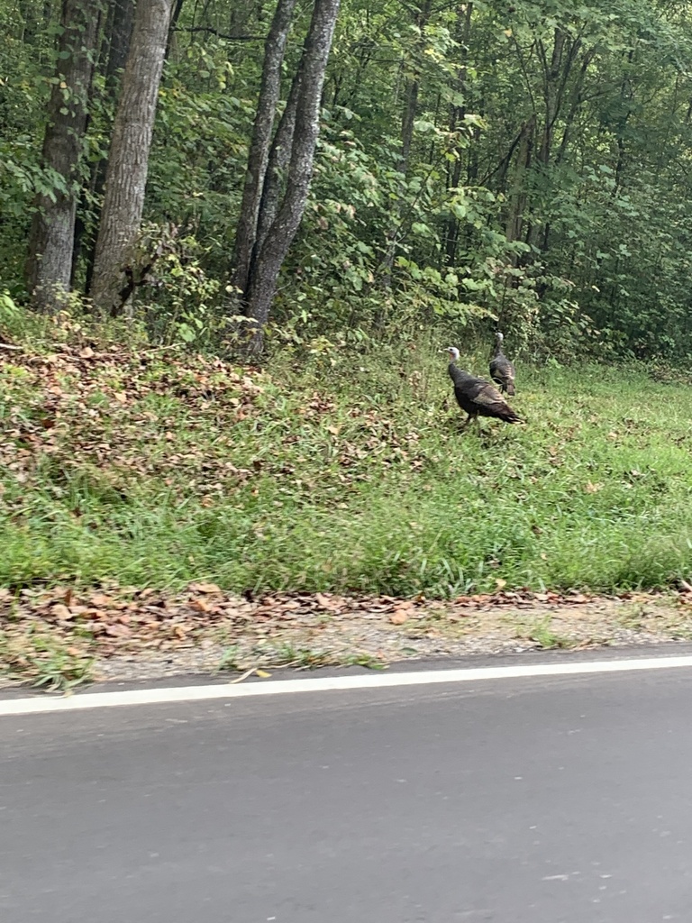 Wild Turkey from Cherokee National Forest, Cosby, TN, US on September