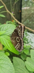 Morpho helenor