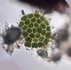 Pseudopediastrum boryanum longicorne