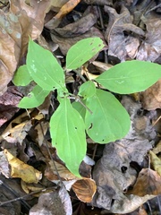 Celastrus scandens