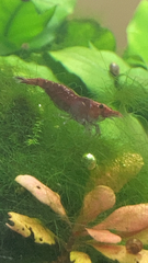 Neocaridina davidi