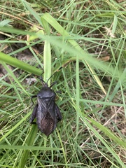 Pachylis nervosus