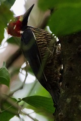 Campephilus melanoleucos