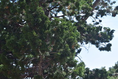 Juniperus grandis