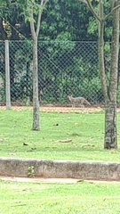 Lycalopex gymnocercus