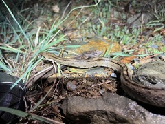 Zamenis scalaris