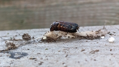 Lymantria dispar