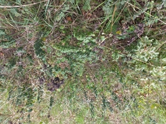 Torilis arvensis