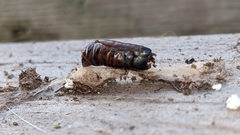 Lymantria dispar