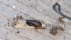 Lymantria dispar