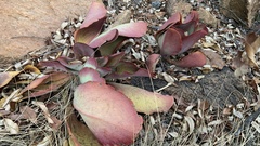 Kalanchoe
