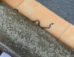 Natrix helvetica sicula