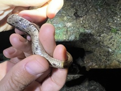 Zamenis scalaris