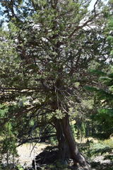 Juniperus grandis