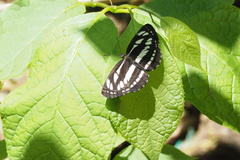 Neptis sappho intermedia