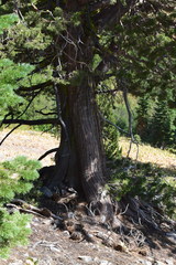 Juniperus grandis
