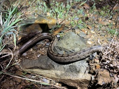 Zamenis scalaris