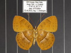 Euriphene goniogramma