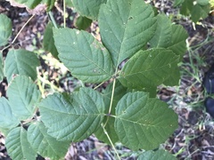 Sapindaceae