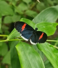 Heliconius erato cyrbia