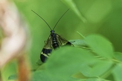 Panorpa japonica