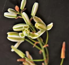 Albuca canadensis
