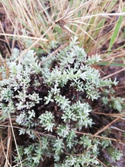 Oedera humilis