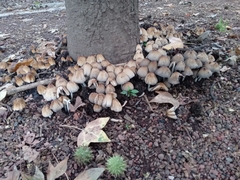 Coprinellus